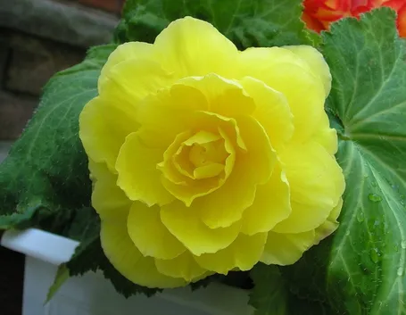 Begonia gialla