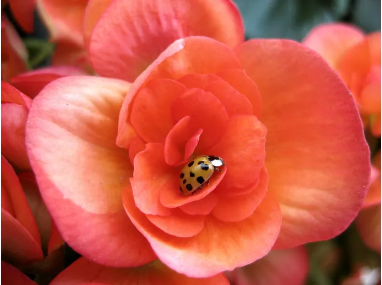 Germoglio di una Begonia