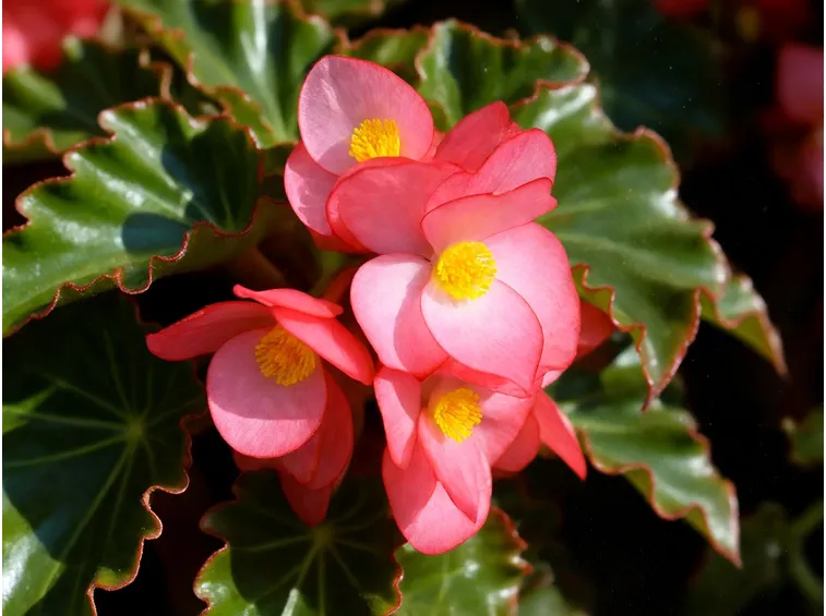Begonia in fioritura