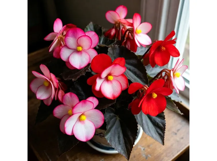 Fiori di Begonia