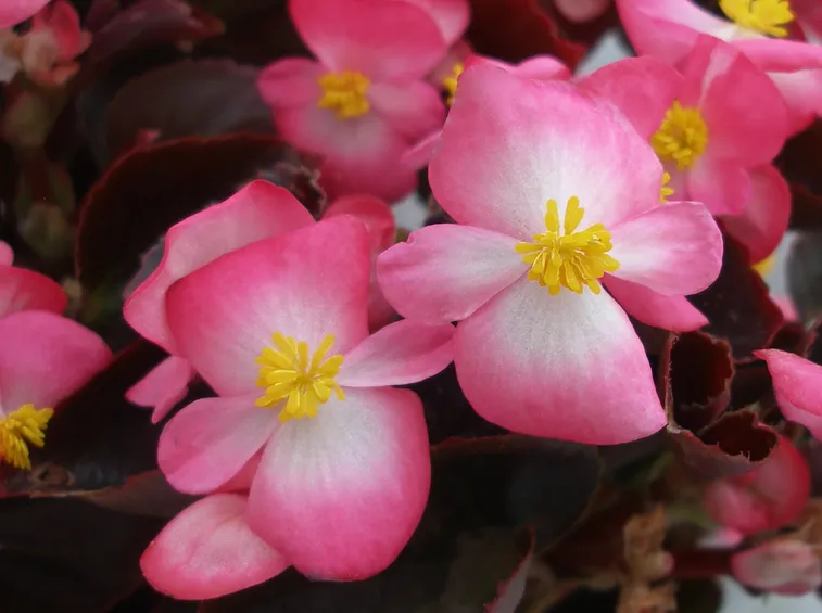 begonietta rosa