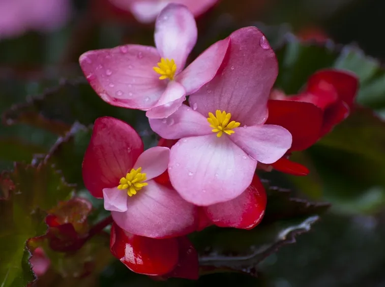 begonietta rosa