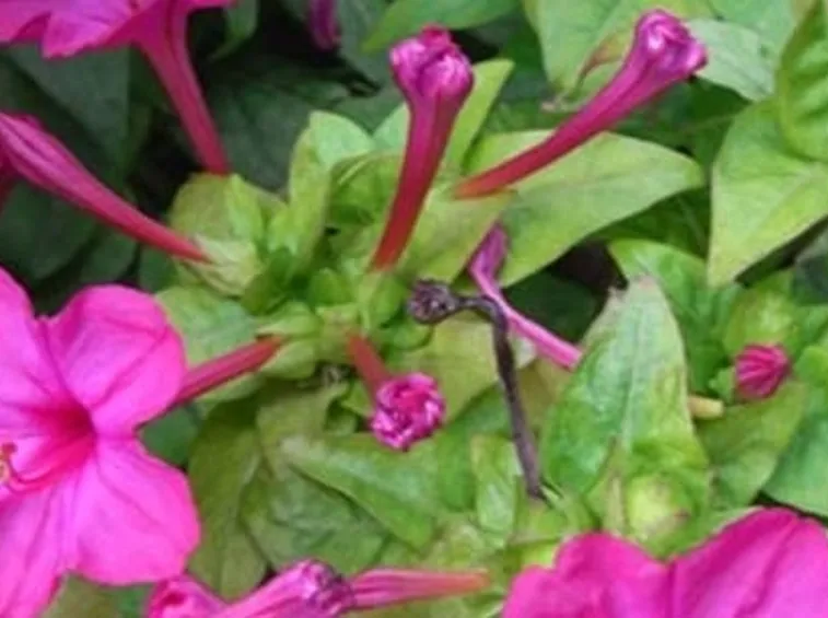 Semi Mirabilis jalapa.