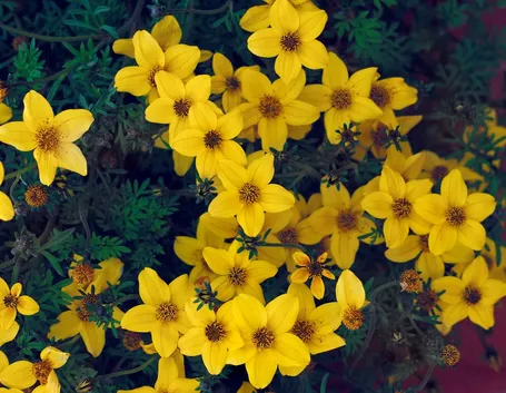 bidens