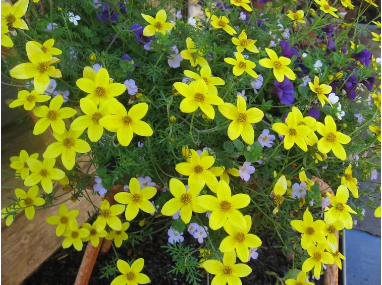 bidens