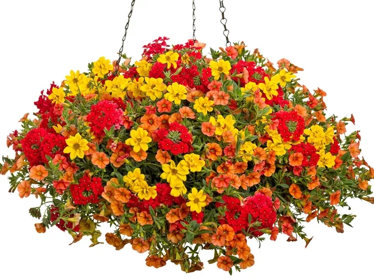 bidens composizione
