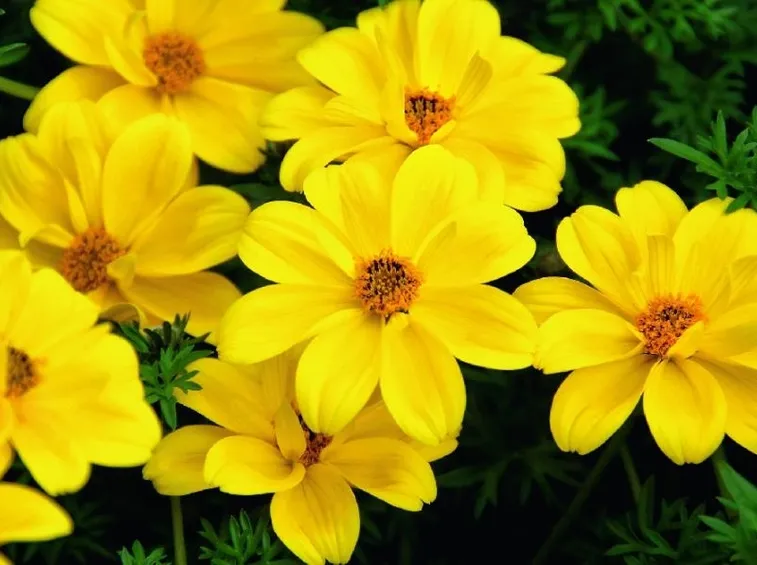 bidens giallo