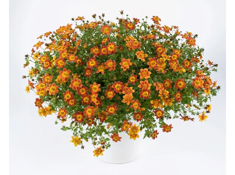 bidens giallo arancio