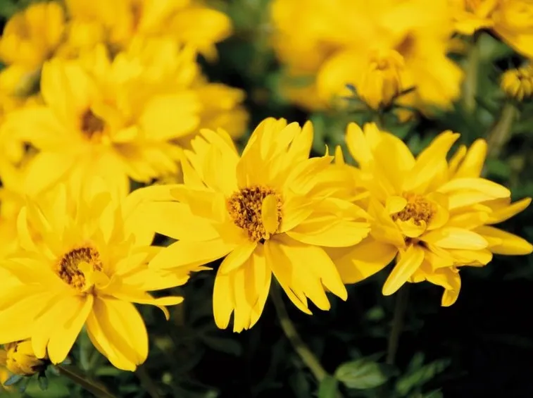 bidens fiore doppio