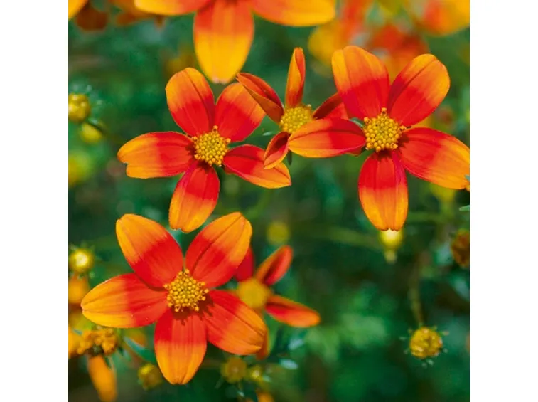 bidens giallo e rosso