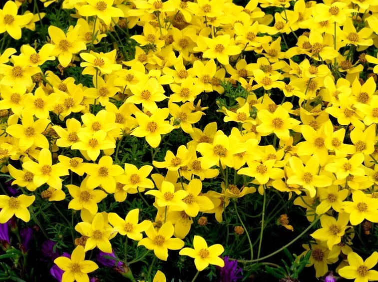 bidens giallo