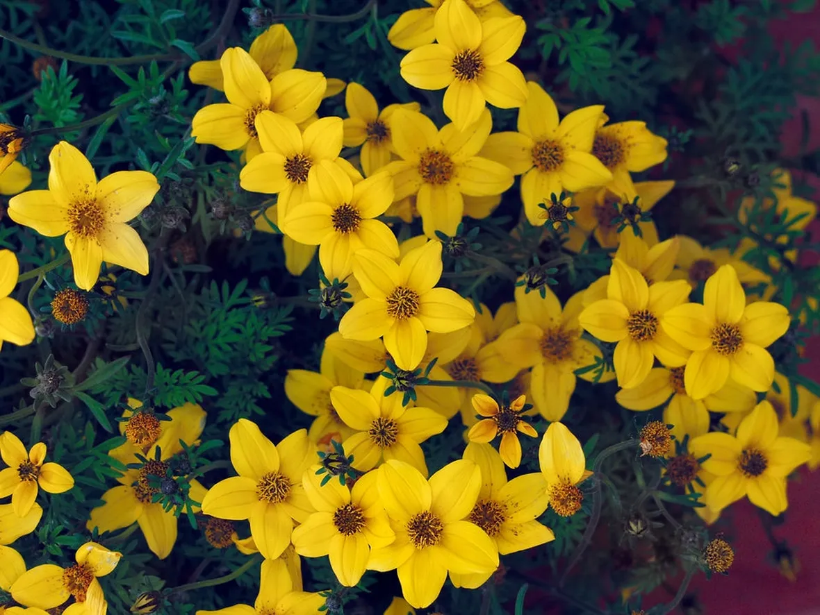 bidens
