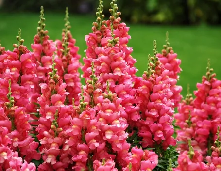 antirrhinum