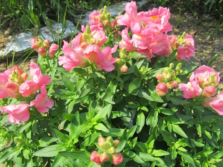 bocca di leone rosa