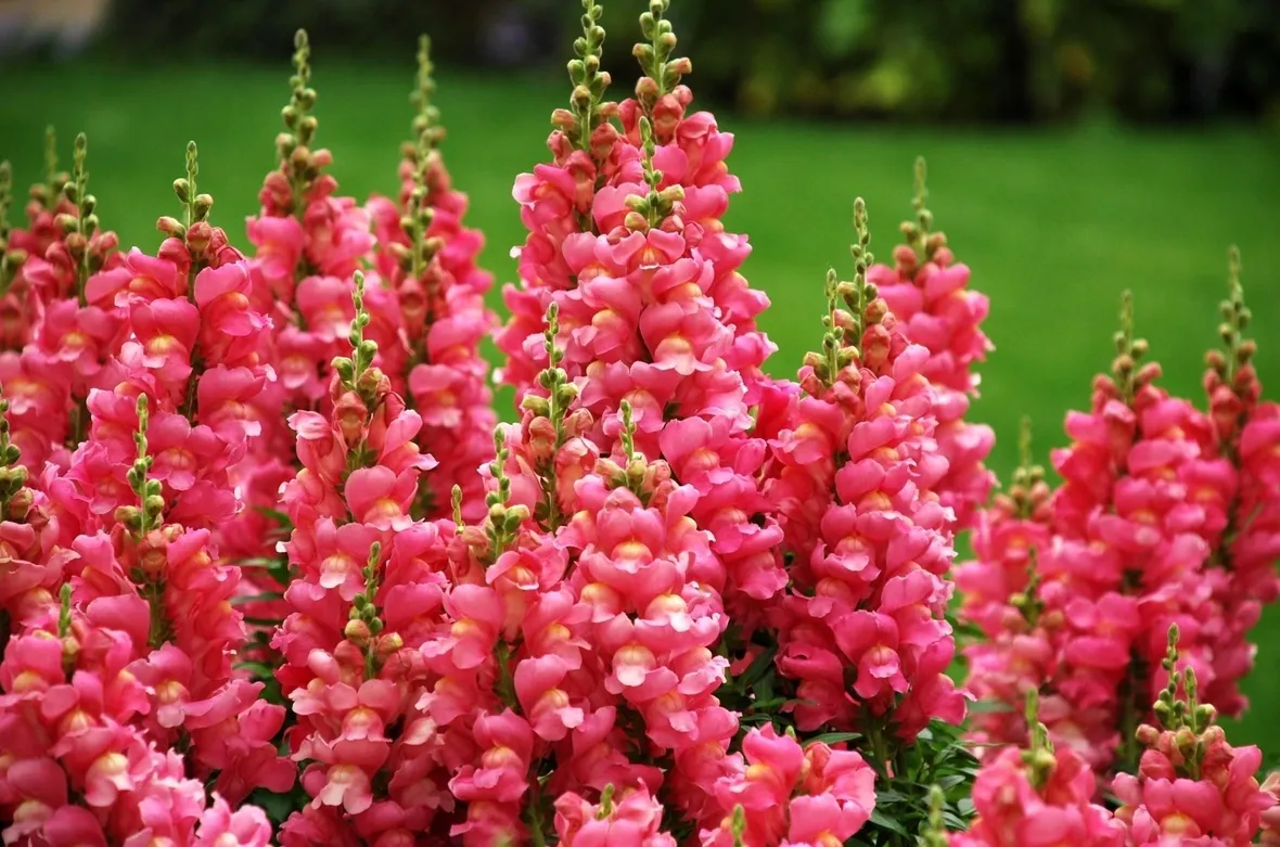 antirrhinum