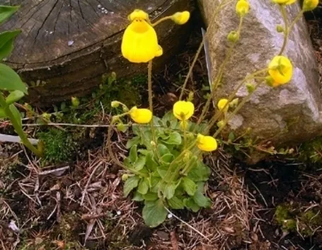 calceolaria biflora