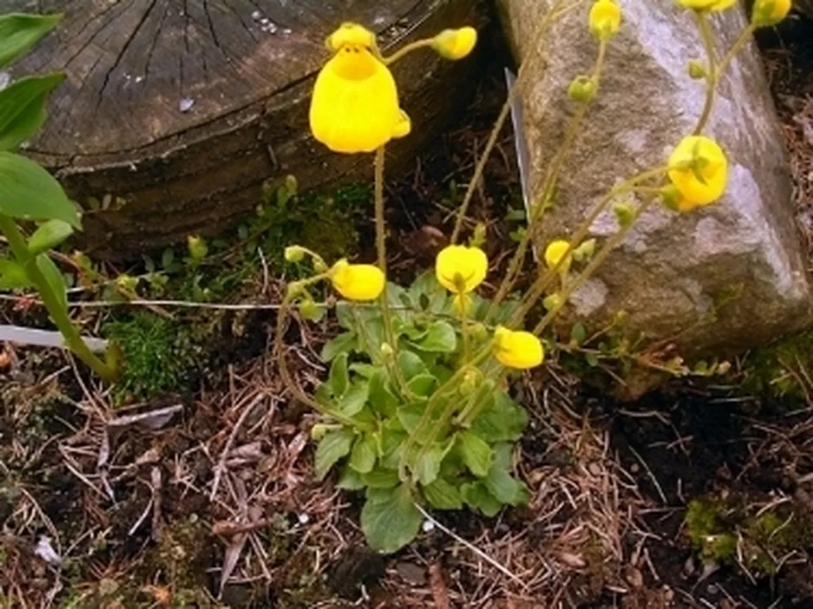 calceolaria biflora