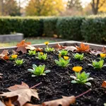 Perché la calendula seminata in ottobre fiorisce prima