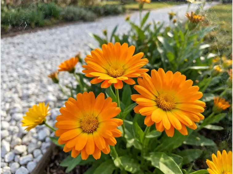 Dalla ripresa primaverile alla fioritura prolungata