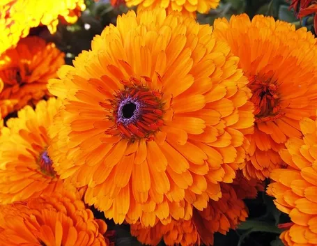 calendula officinalis