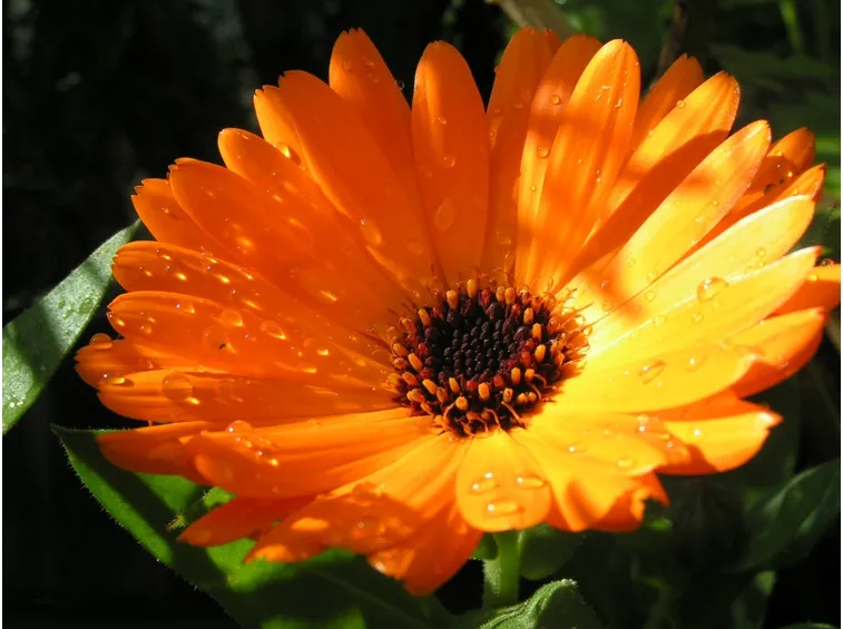 calendula fiore semplice