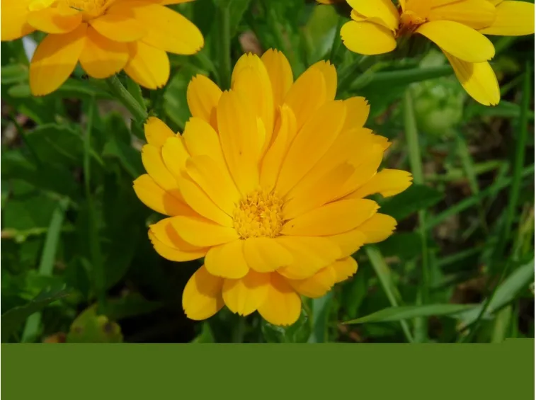 calendula spontanea