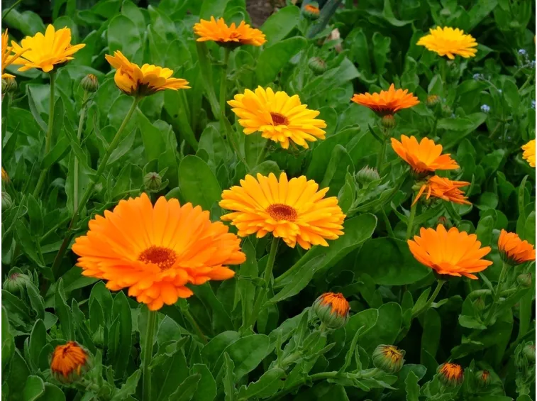 coltivazione calendula