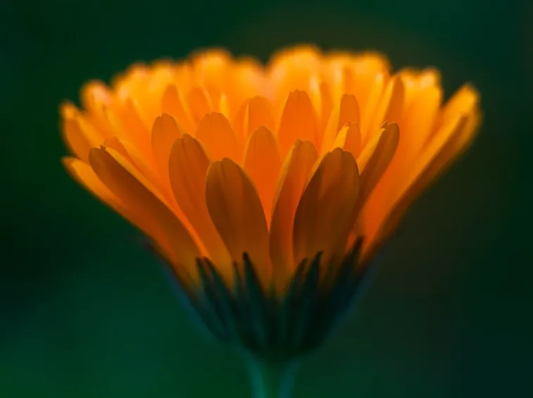 calendula officinalis