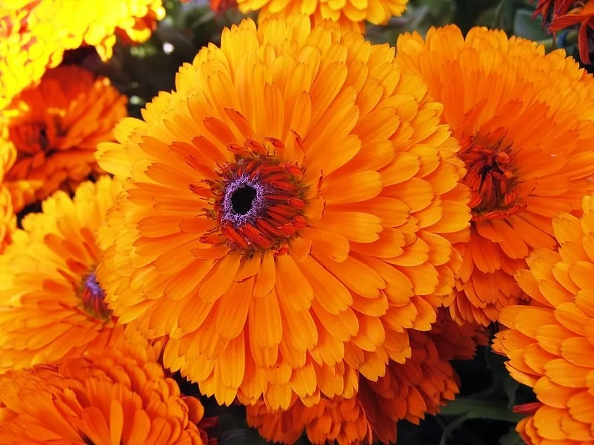 calendula officinalis