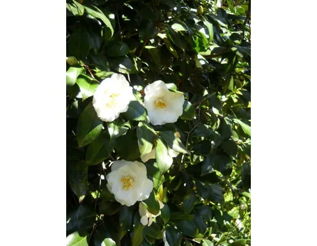 Esempio di camelia piantata in giardino