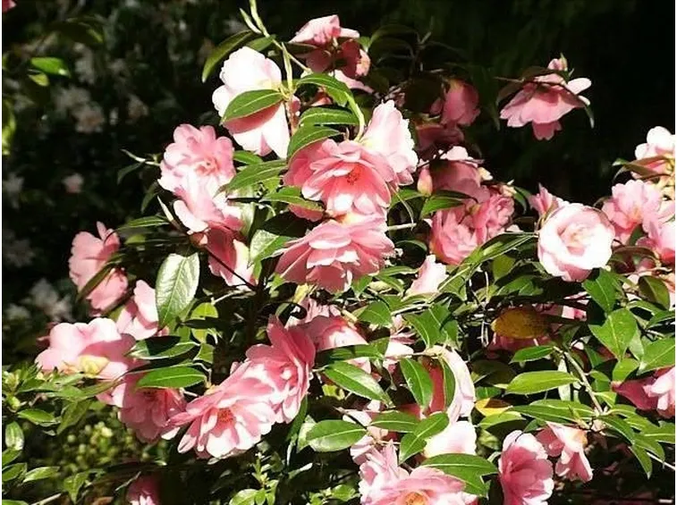 Esemplare di camelia japonica
