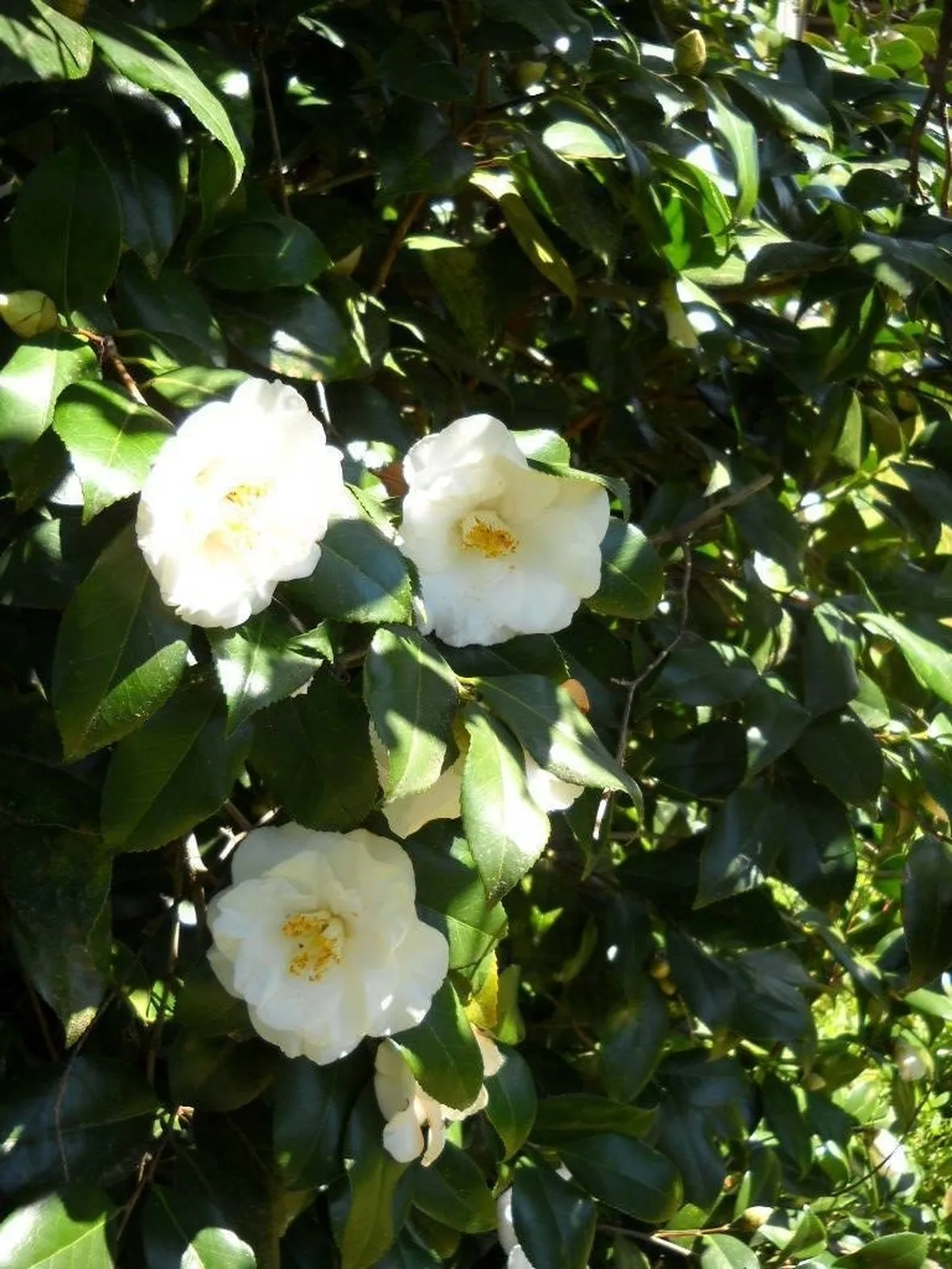 Esempio di camelia piantata in giardino