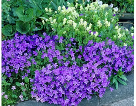 campanula portenschlagiana