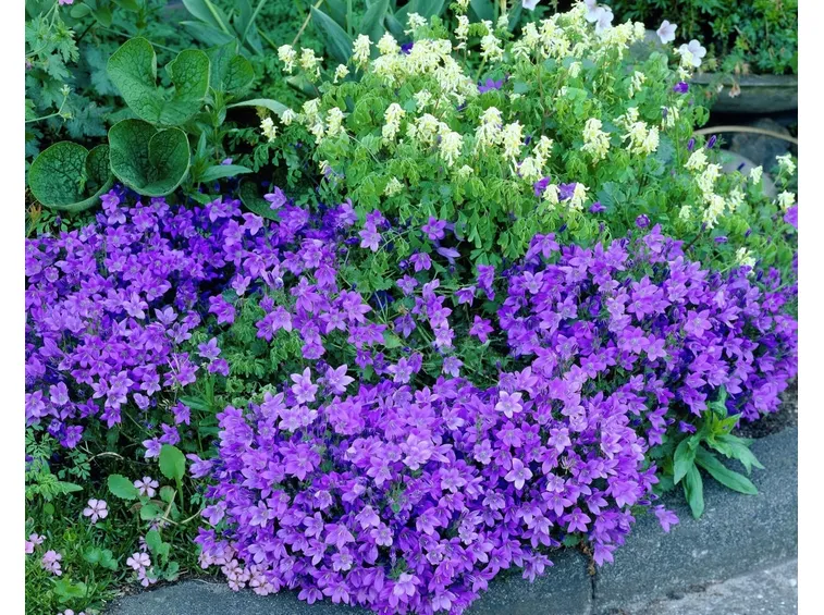 campanula portenschlagiana