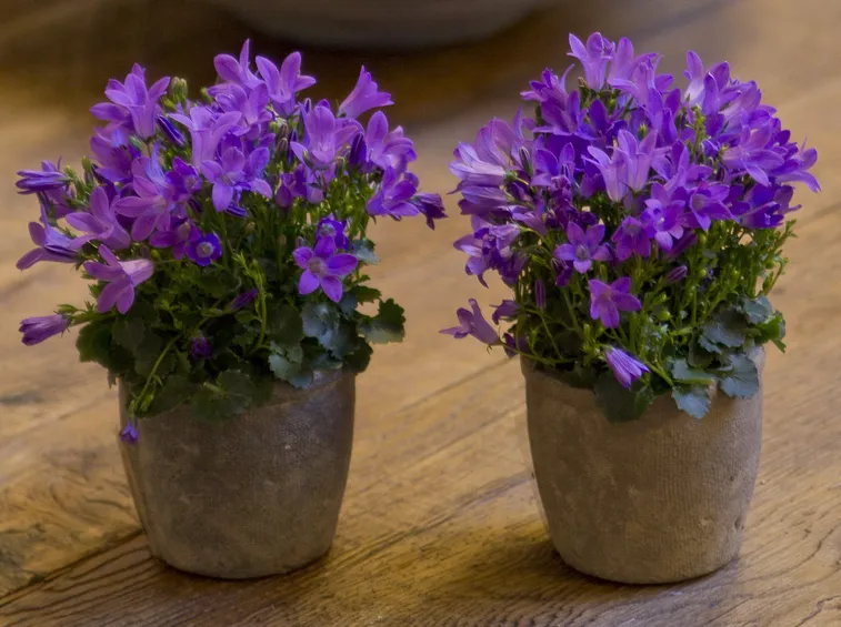 vasetti di campanula