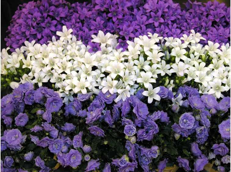 campanule in fiore
