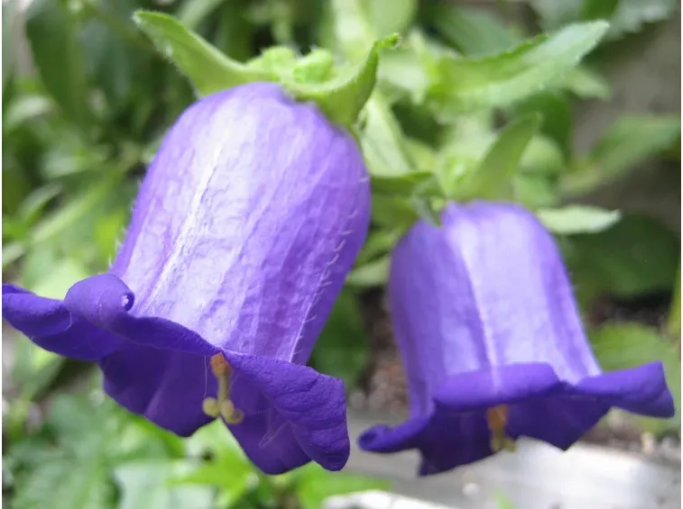 campanula