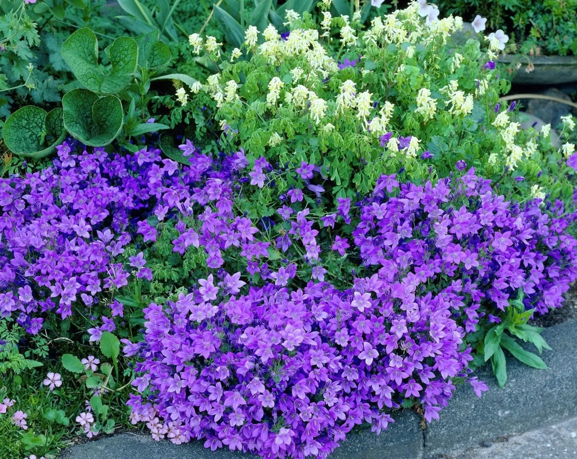 campanula portenschlagiana
