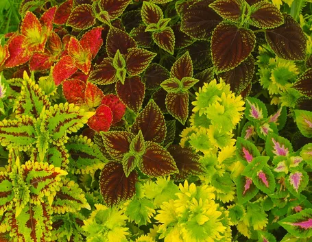 coleus