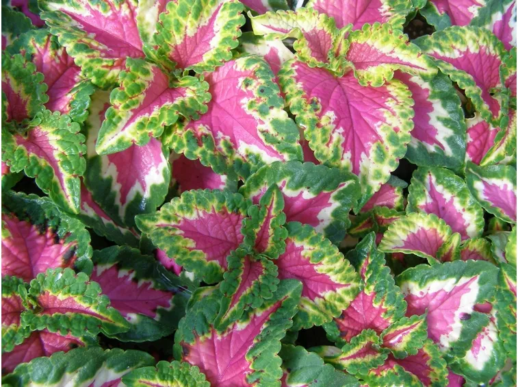 coleus