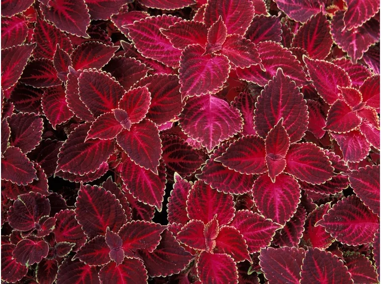 coleus rosso
