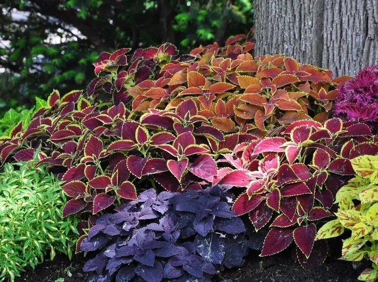 Coleus bordura