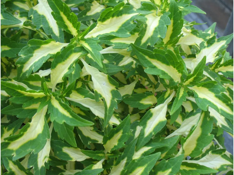 coleus