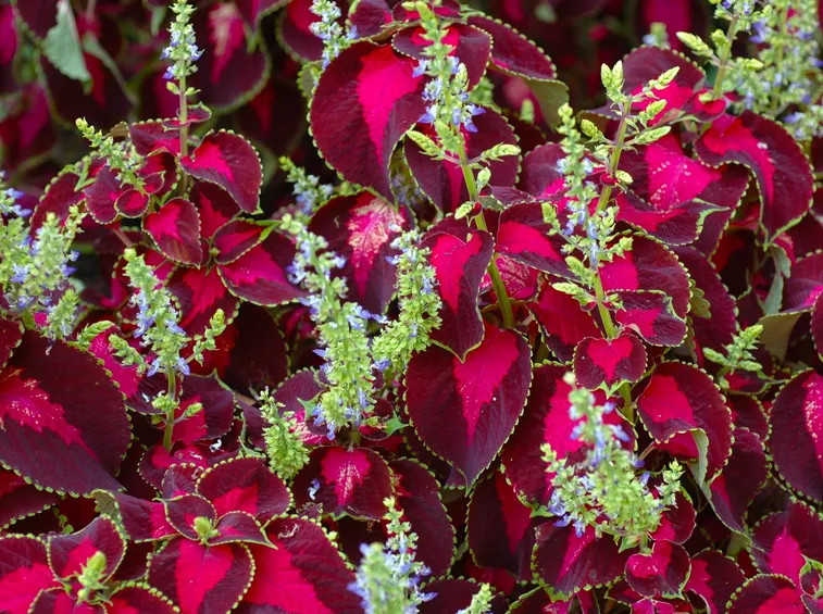 coleus fiore