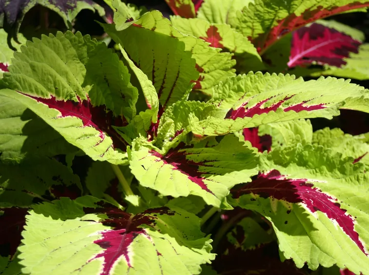 coleus verde e viola