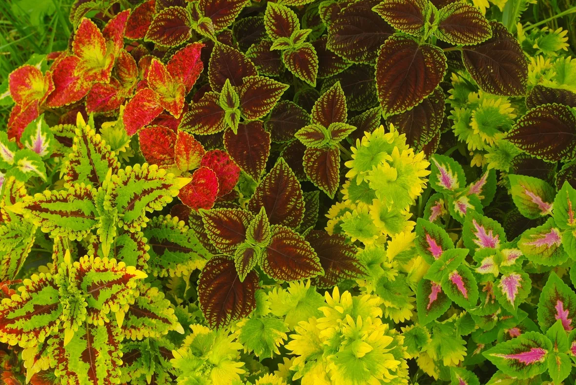 coleus
