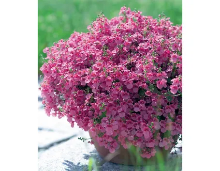 Esemplare di diascia in fioriera