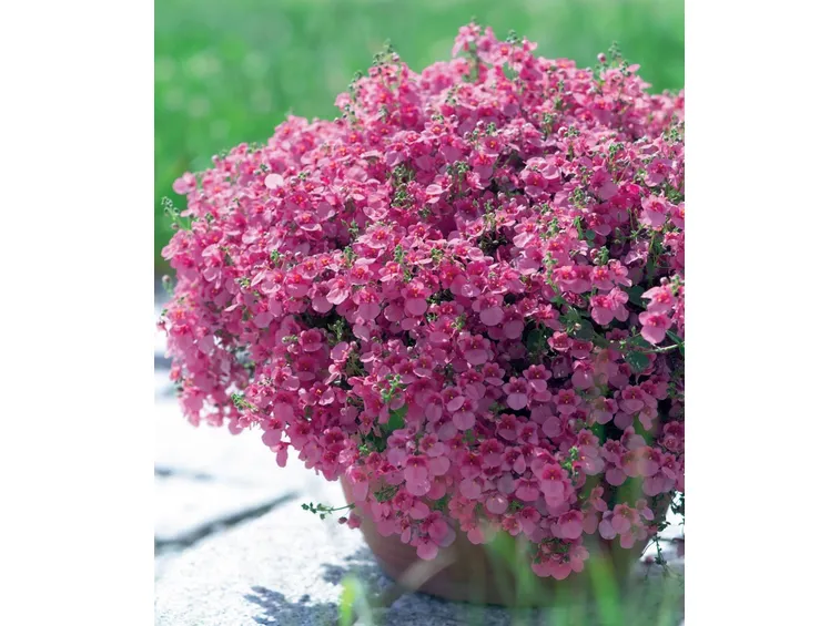 Esemplare di diascia in fioriera
