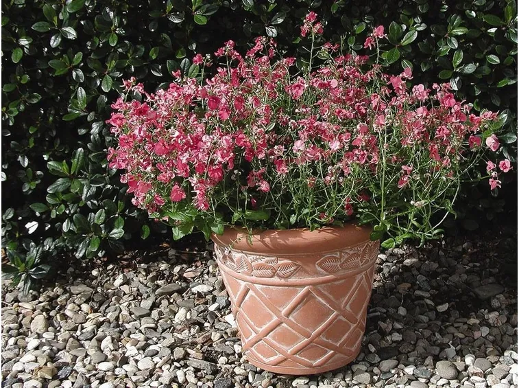 Esemplare di diascia in vaso