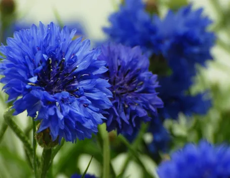 Fiore di fiordaliso blu